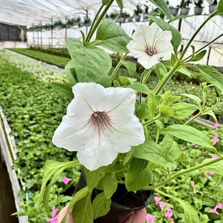 Supertunia Vista Silverberry