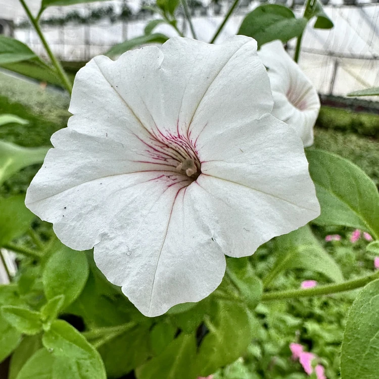 Supertunia Vista Silverberry
