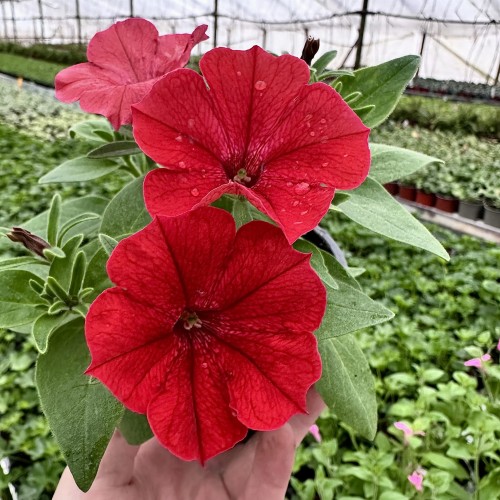 Supertunia Vista Strawberry #1