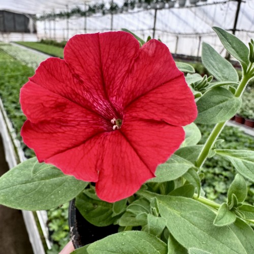 Supertunia Vista Strawberry #2