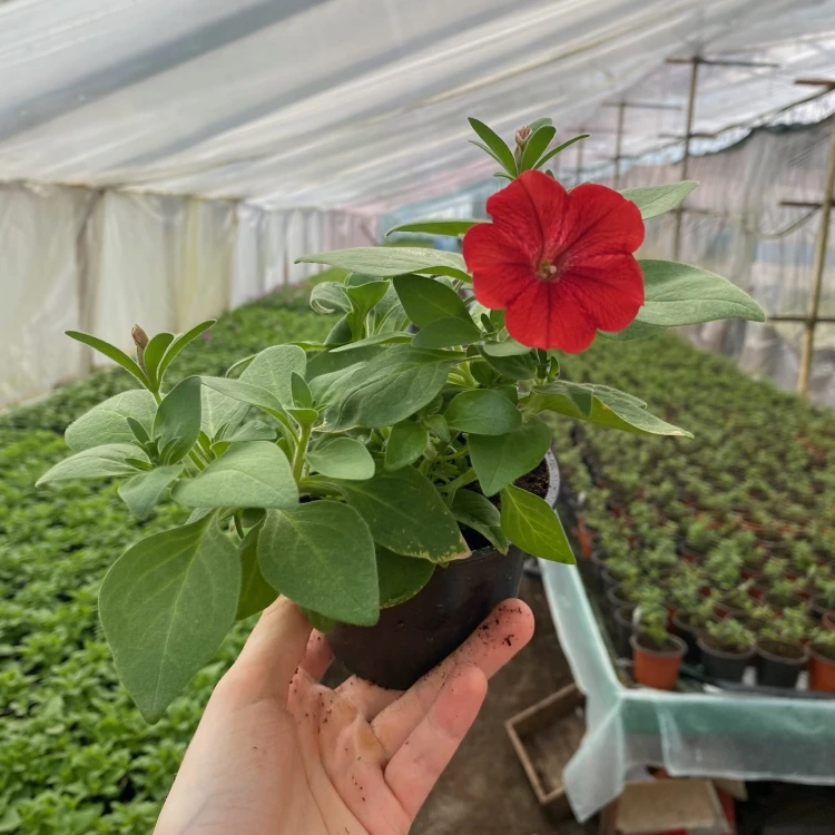 Supertunia Vista Strawberry #3