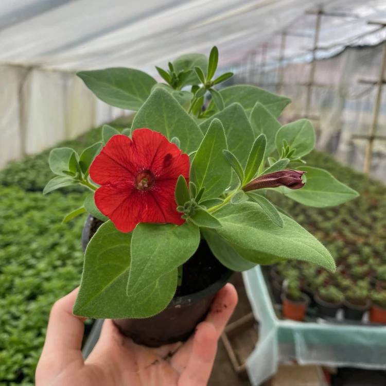 Supertunia Vista Strawberry #4