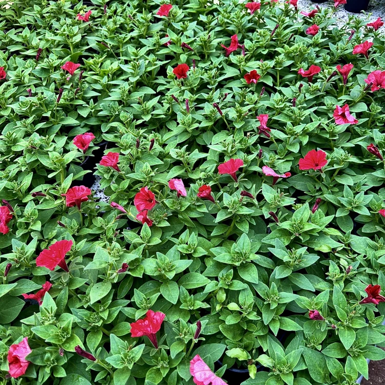 Supertunia Vista Strawberry #5
