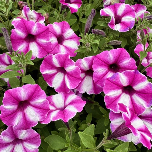 Supertunia Vista Raspberry Star #1