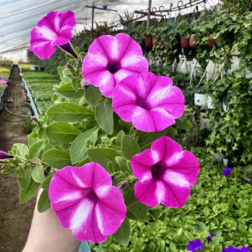 Supertunia Vista Raspberry Star #2
