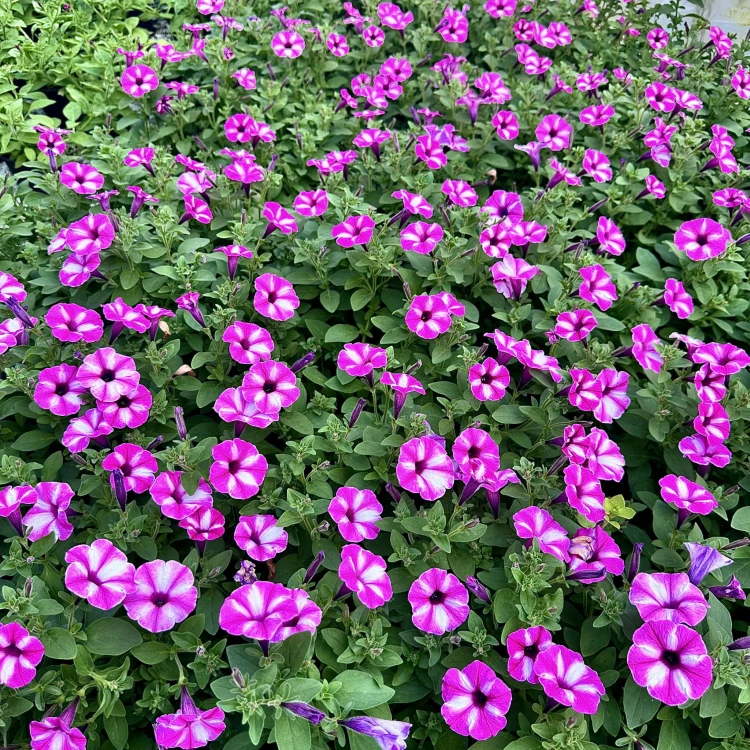 Supertunia Vista Raspberry Star #3