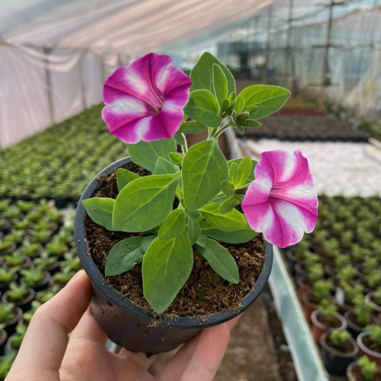 Supertunia Vista Raspberry Star #4