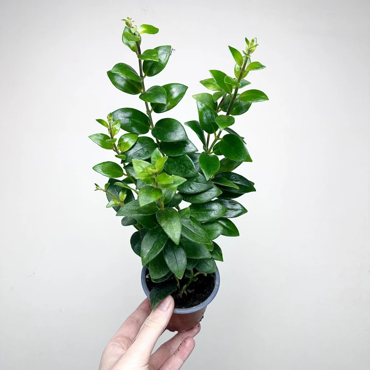 Aeschynanthus Mona Lisa Eszynanthus P9 #6