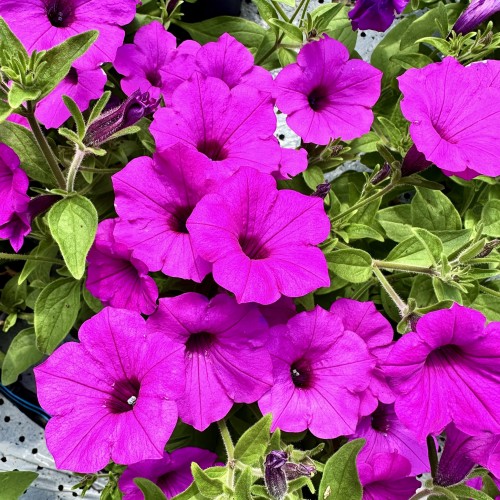 Supertunia Vista Jazzberry #1