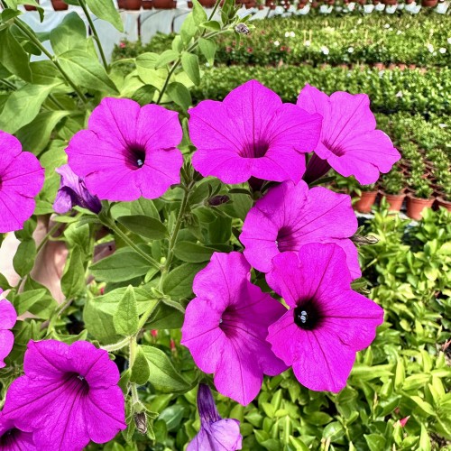 Supertunia Vista Jazzberry #2