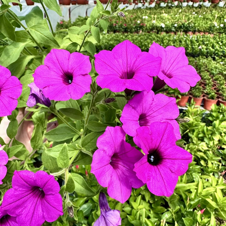 Supertunia Vista Jazzberry #2