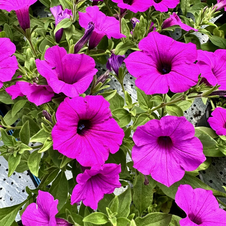 Supertunia Vista Jazzberry #3