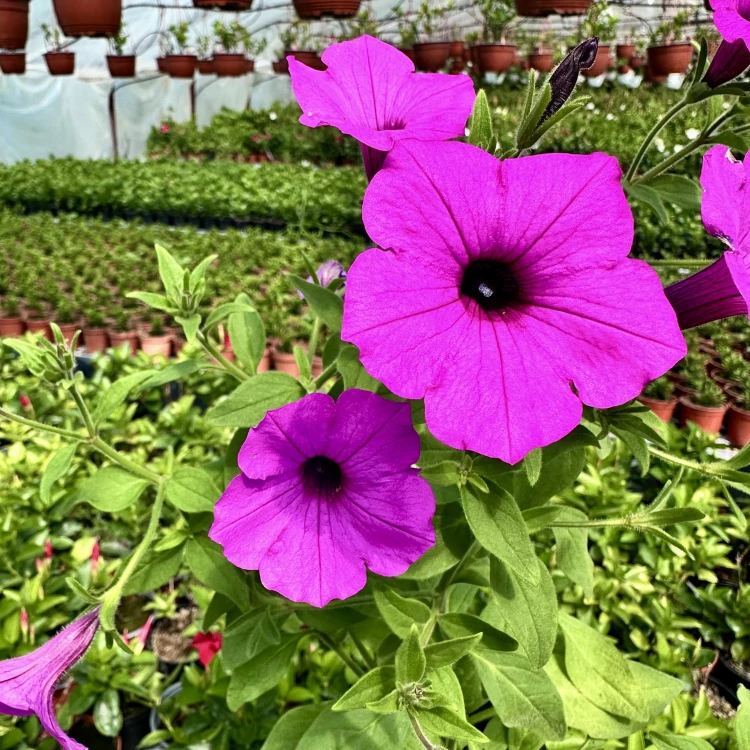 Supertunia Vista Jazzberry #4