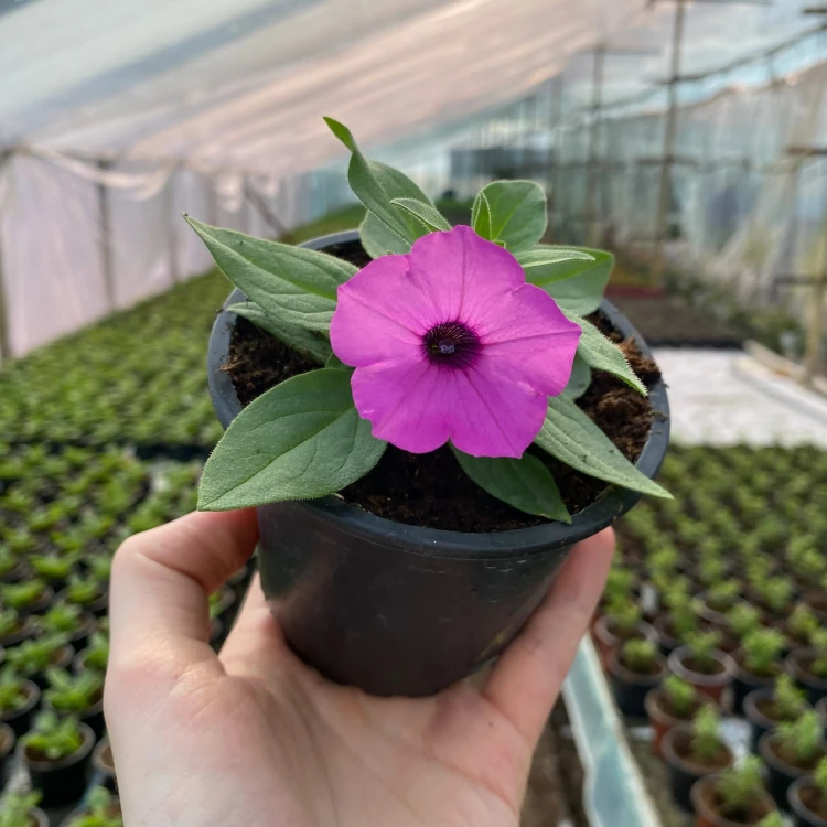Supertunia Vista Jazzberry #5