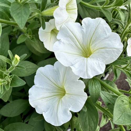 Supertunia Vista Snowdrift #1