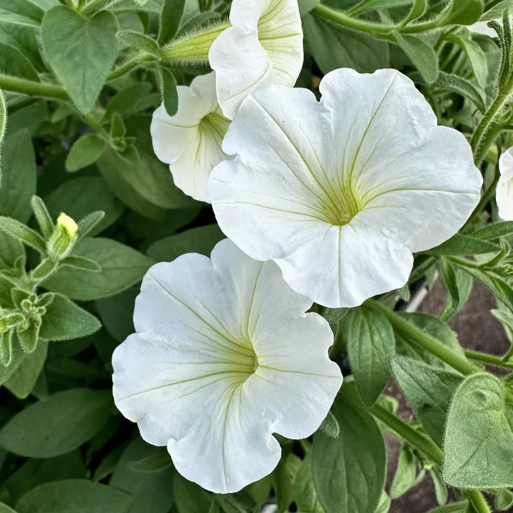 Supertunia Vista Snowdrift #1