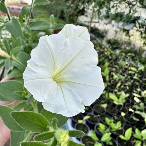 Supertunia Vista Snowdrift #2