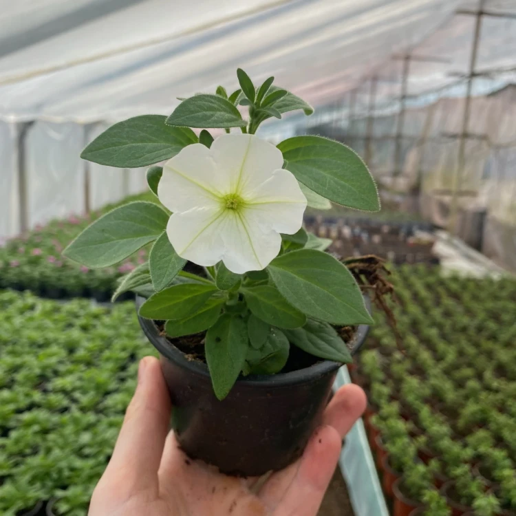 Supertunia Vista Snowdrift #3
