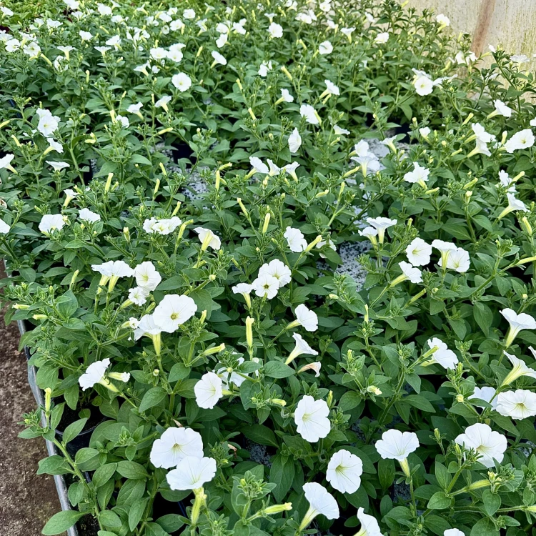 Supertunia Vista Snowdrift #4