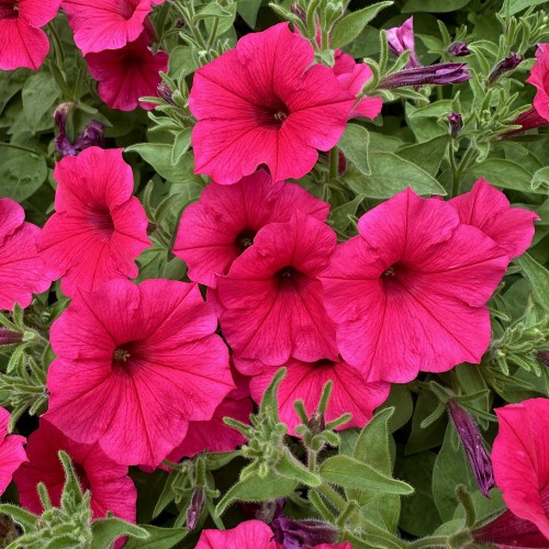 Supertunia Vista Paradise #1