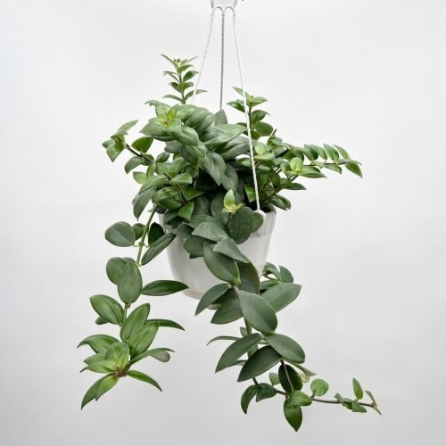 Aeschynanthus Mona Lisa Eszynanthus P15 wisząca #1