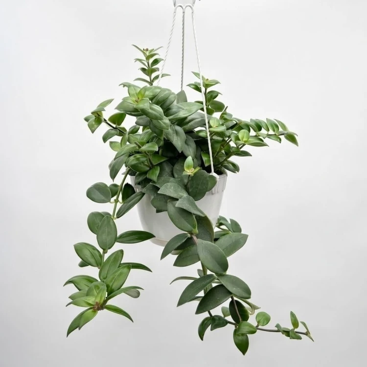 Aeschynanthus Mona Lisa Eszynanthus P15 wisząca #1