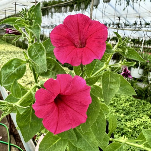 Supertunia Vista Paradise #2