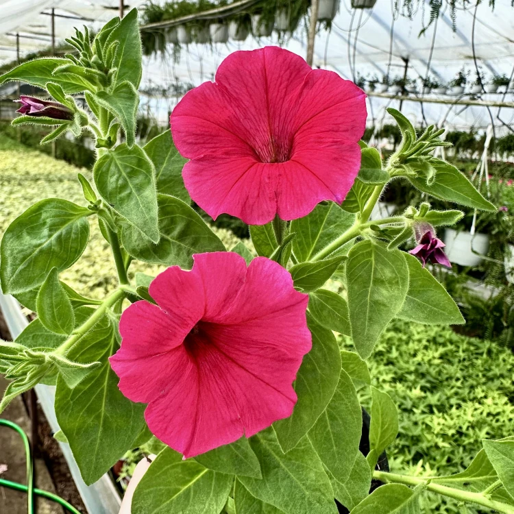 Supertunia Vista Paradise