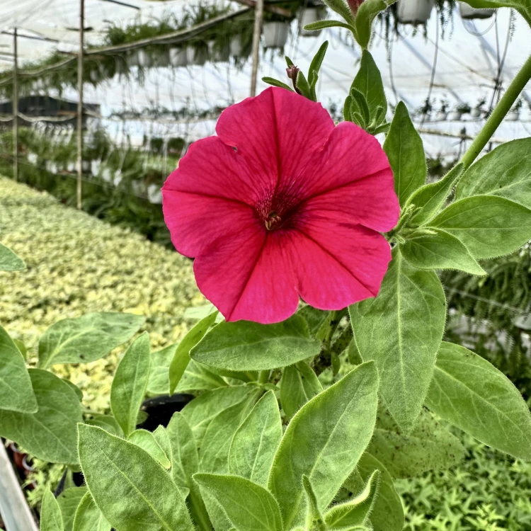 Supertunia Vista Paradise