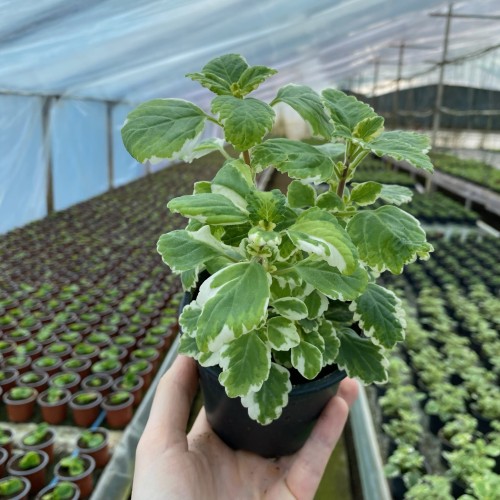 Komarzyca Plectranthus  #1