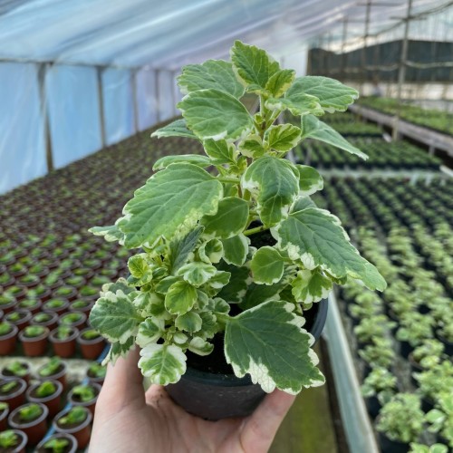 Komarzyca Plectranthus  #2