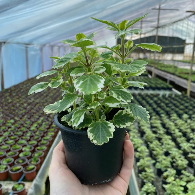 Komarzyca Plectranthus  #3