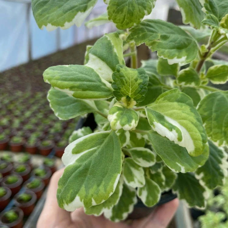 Komarzyca Plectranthus  #4