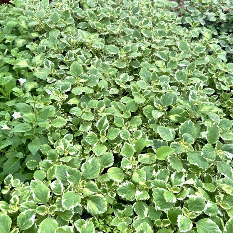 Komarzyca Plectranthus  #5