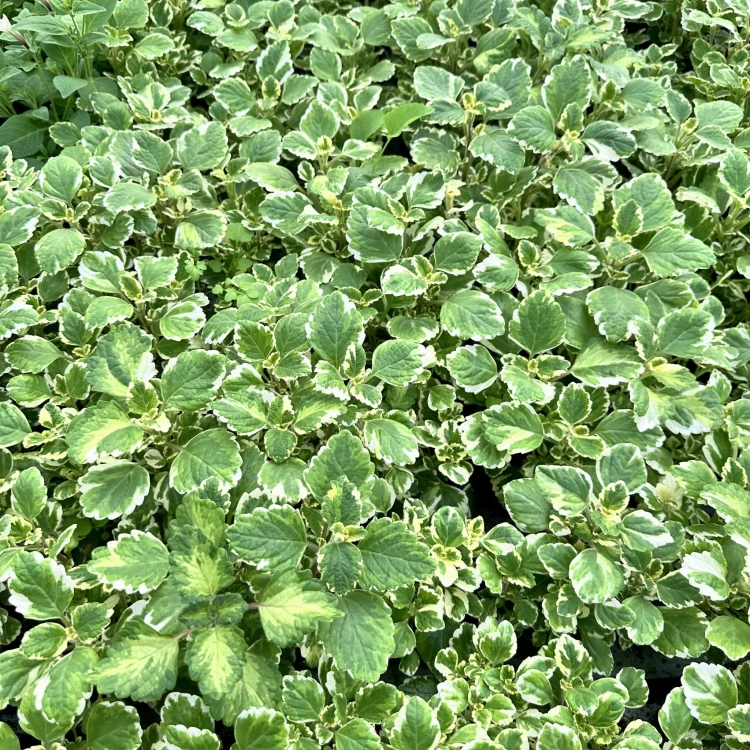 Komarzyca Plectranthus  #6