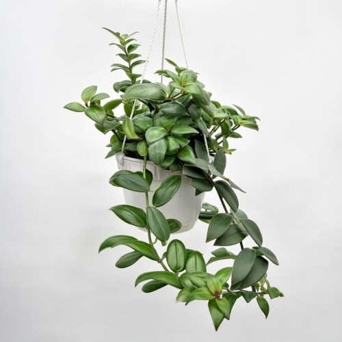 Aeschynanthus Mona Lisa Eszynanthus P15 wisząca #2