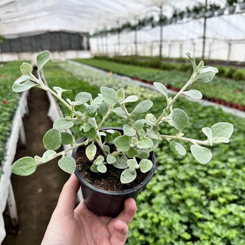 Kocanka srebrzysta Helichrysum  #1