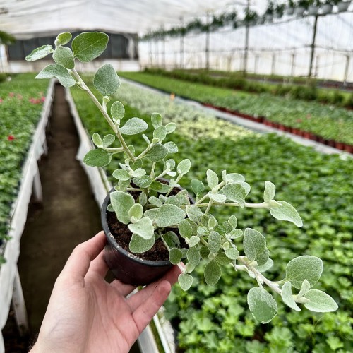 Kocanka srebrzysta Helichrysum  #2