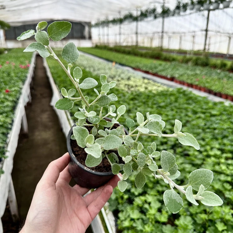 Kocanka srebrzysta Helichrysum  #2
