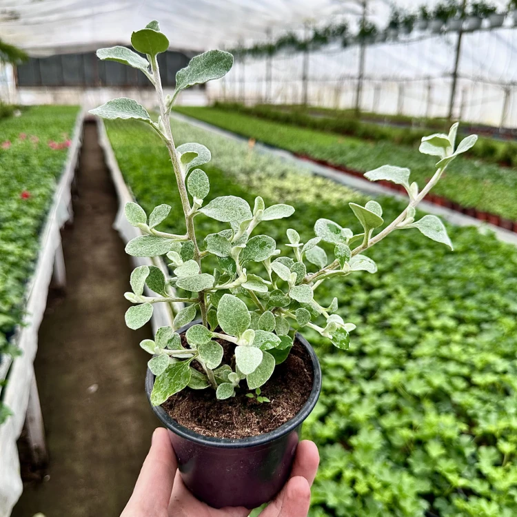Kocanka srebrzysta Helichrysum  #3