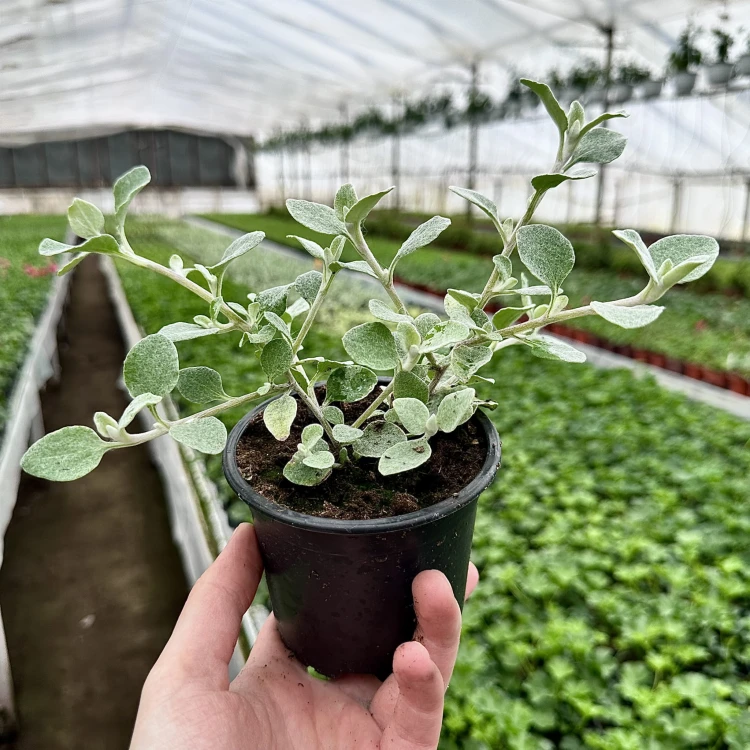 Kocanka srebrzysta Helichrysum  #4