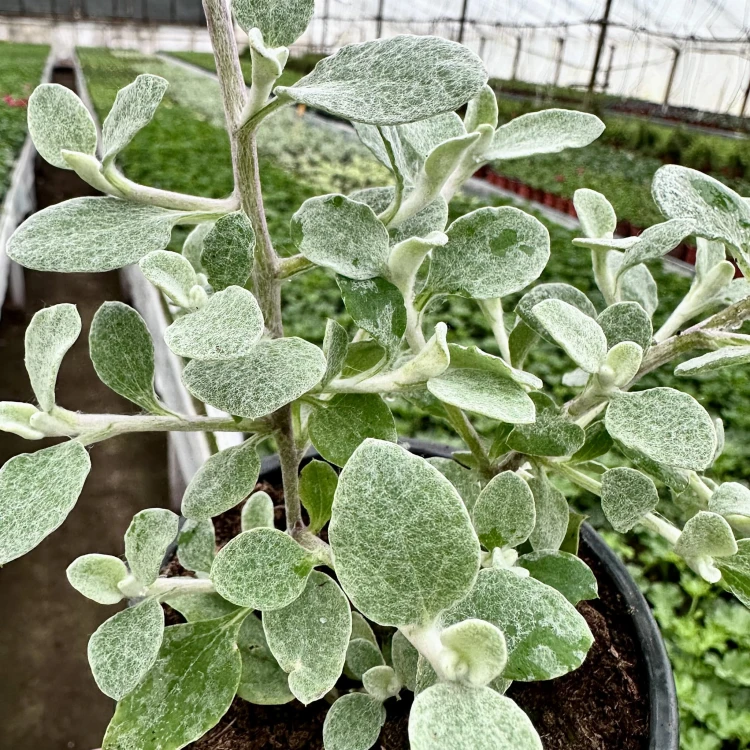Kocanka srebrzysta Helichrysum  #5