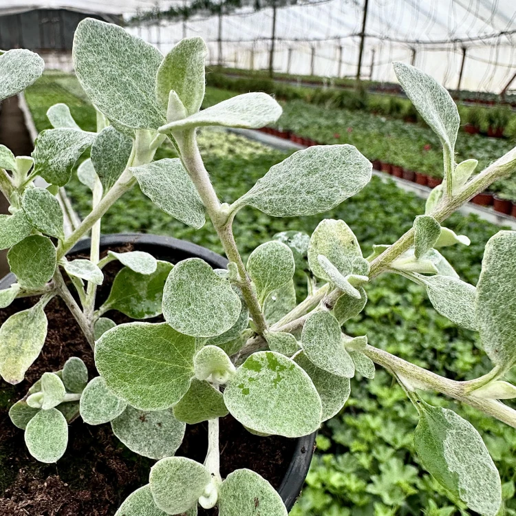 Kocanka srebrzysta Helichrysum  #6