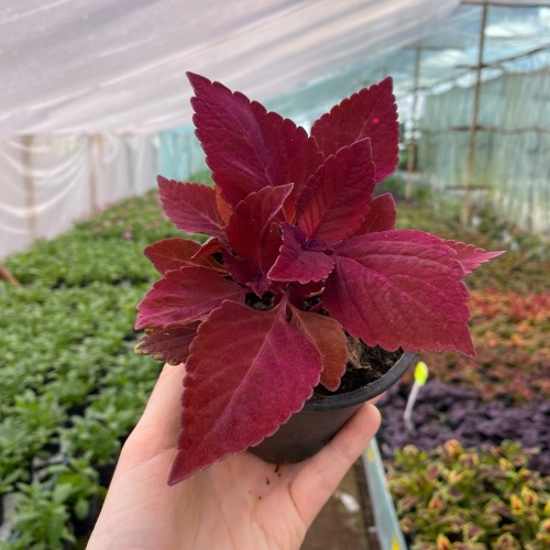 Coleus Rediculous Koleus Czerwony Pokrzywka Ozdobna #2