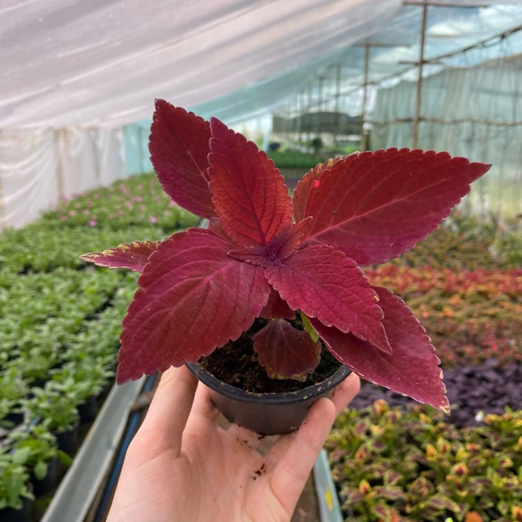 Coleus Rediculous Koleus Czerwony Pokrzywka Ozdobna #3