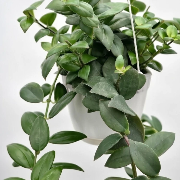 Aeschynanthus Mona Lisa Eszynanthus P15 wisząca #3