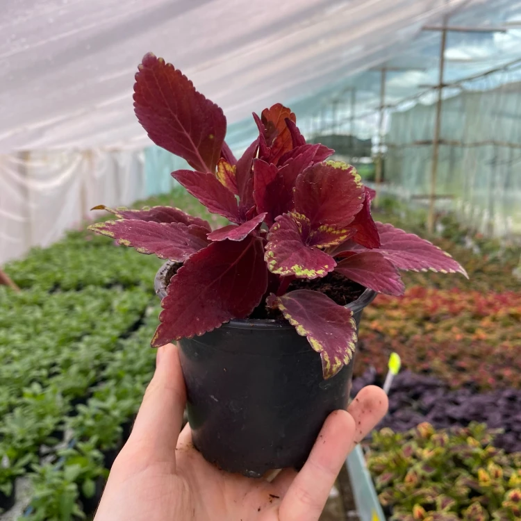 Coleus Rediculous Koleus Czerwony Pokrzywka Ozdobna #4