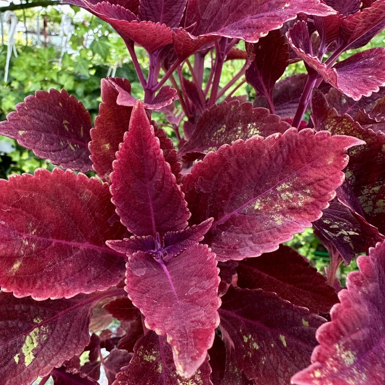 Coleus Rediculous Koleus Czerwony Pokrzywka Ozdobna #5