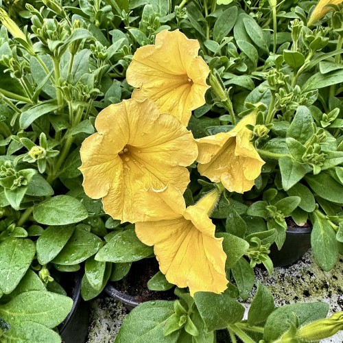 Surfinia Dark Yellow Morn Petunia Żółta #1