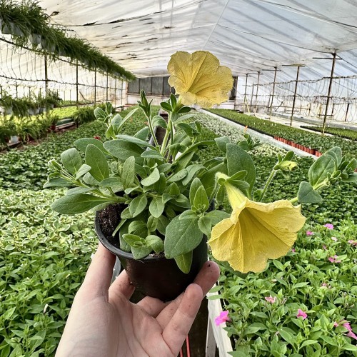 Surfinia Dark Yellow Morn Petunia Żółta #2